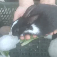 خرگوش کوچک|موش و خرگوش|شوشتر, |دیوار