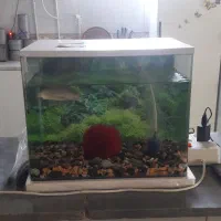 آکواریوم شیشه خم با وسایل بدون ماهی