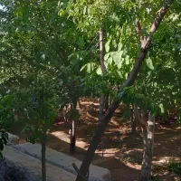 خانه-باغ-ب-فروشی-نادک-سادات