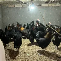 بوقلمون و مرغ گلین