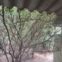 دو قلاده سگ دورگه