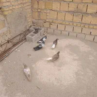 جوجه رنگی|پرنده|رامهرمز, |دیوار