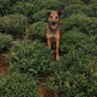 سگ گمشده مژدگانی برای یابنده