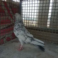 ماده کاشان پلاس