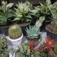 فروش گل پتوس آپارتمانی|گل و گیاه طبیعی|مشهد, انصار|دیوار