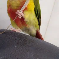 گمشده طوطی گیرینچیک|حیوانات|اراک, |دیوار