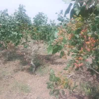 فروش خانه ویلایی ۱ متری ۱ خوابه در شهرک شهید باهنر