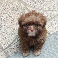 شیتزو چشم آبی بازیگوش پر انرژی خیلی باهوش