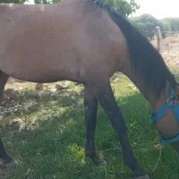 نوزین|اسب و تجهیزات اسب‌سواری|یاسوج, |دیوار