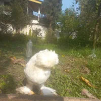 مرغ سلطان جوان