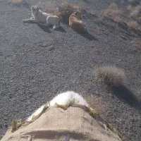 سگ گله ای ماده|سگ|تربت جام, شیخ احمد جامی|دیوار