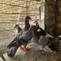 کفتر|پرنده|گلمکان, |دیوار