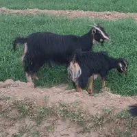 بز و بزغاله