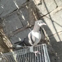 کفتر|پرنده|یزدان شهر, |دیوار