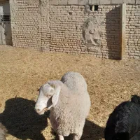 قوچ ایلدوفرانسه|حیوانات مزرعه|آباده, |دیوار