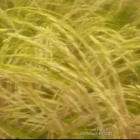 برنج هاشمی اصل|خوردنی و آشامیدنی|لاهیجان, لفمجان|دیوار