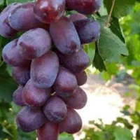 نهال انگور صحابی