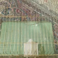 سالم به شرط نونو