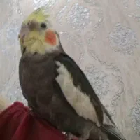 عروس هلندی گمشده در محدوده قاسم آباد