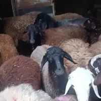 7راس بره نر