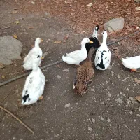 اردک|حیوانات مزرعه|مرزن‌آباد, |دیوار