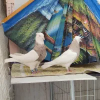 طوقی صد عدد ناب|پرنده|شاهینشهر, عطار|دیوار