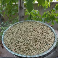 عدس ارگانیک زنجان|خوردنی و آشامیدنی|رشت, بلوار گیلان|دیوار