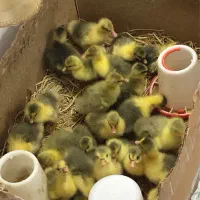 جوجه غاز محلی|حیوانات مزرعه|ساری, |دیوار