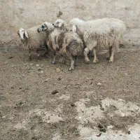 میش چاق کشتی