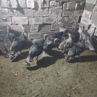 بوقلمو|حیوانات مزرعه|خورموج, |دیوار