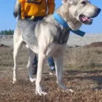 واگذاری سگ ۱۵ماهه پژدر نسل آبی سقز