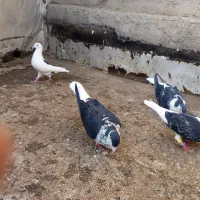 کفتر ساده افشون و گراف ماده|پرنده|مشهد, شهید معقول|دیوار