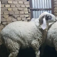 بره زیل|حیوانات مزرعه|بافق, |دیوار