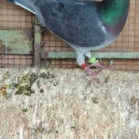 کبوتر|پرنده|شوشتر, |دیوار