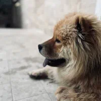 سگ چائو چائو نژاد دار نر هستش