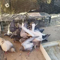 13 عدد کبوتر بفروش می رسد|پرنده|زهک, |دیوار