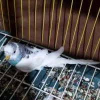 مرغ عشق|اسباببازی بچه|زاهدان, |دیوار