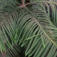 کاج مطبق سرحال|گل و گیاه طبیعی|رشت, آب و برق|دیوار