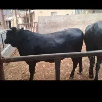 گوسفند یا گوساله زنده با قصاب در محل