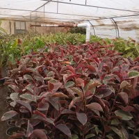 گل و گیاه|گل و گیاه طبیعی|اصفهان, جلفا|دیوار