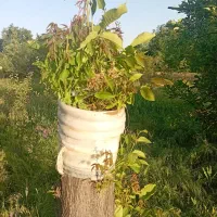 پیوند واصلاح نژاد گردو.