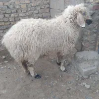 گوسفند|حیوانات مزرعه|هامون, |دیوار