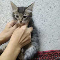 بچه گربه دو ماهه|گربه|تهران, دانشگاه شریف|دیوار