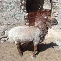 یک عدد قوچ چینی نژاد دار