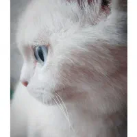 بچه گربه اسکاتیش بریتیش 3ماهه|گربه|تهران, اکباتان|دیوار