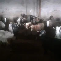 ۱۶ عدد بز جوان آبستن سنگین وزن