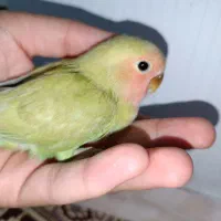 طوطی برزیلی صورت هلویی سرلاکی