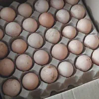 تخم مرغ محلی کودی