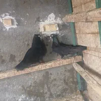 کبوتر