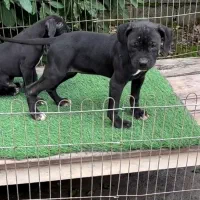 توله پیتبول مشکی و خاکستری